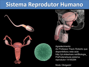 Sistema Reprodutor Humano