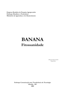 Banana Fitossanidade - consultoria especializada