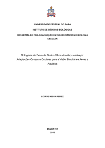 Ontogenia do Peixe de Quatro Olhos Anableps anableps