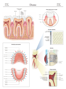 Vista externa de um molar Dentição permanente Dentina Polpa