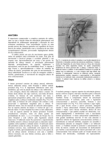 File - Anatomia Medicina UNESA