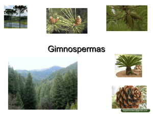 Gimnospermas - Thiago Lins do Nascimento