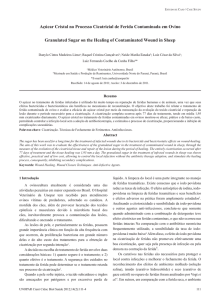 Açúcar Cristal no Processo Cicatricial de Ferida Contaminada em