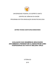 avaliação das gramíneas brachiaria decumbens e pennisetum