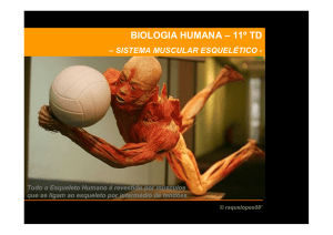 O que é um músculo? - biologia humana 11td