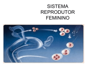 sistema reprodutor feminino