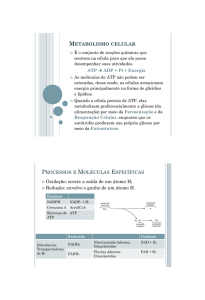 06/08/2015 1 METABOLISMO CELULAR PROCESSOS E