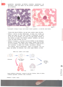 • agranulócitos: representados por linfócitos emonócitos
