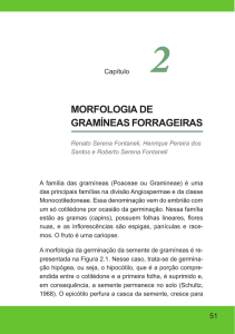 morfologia de gramíneas forrageiras