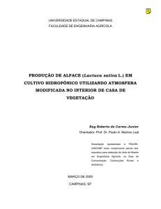 Produção de alface (Lactuca sativa L.) em cultivo hidropônico