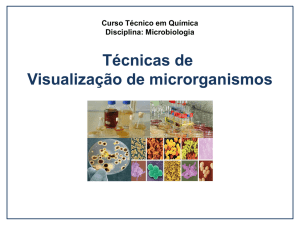 Aula 6 Técnicas de visualização de microrganismos