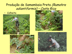 Produção de Samambaia Preta (Rumohra adiantiformis