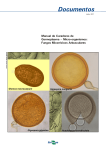 Fungos micorrízicos arbusculares