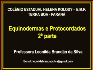 Protocordados - Professora Leonilda