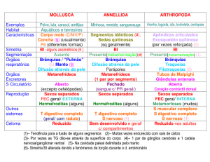 MOLLUSCA ANNELLIDA ARTHROPODA Exemplos Polvo, lula