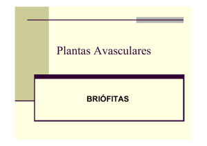 Briofitas e Pteridófitas alunos
