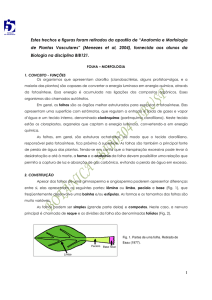 1 Estes trechos e figuras foram retirados da apostila de “Anatomia e