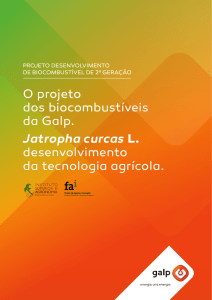O Projecto de Biocombustíveis Galp – Jatropha curcas L