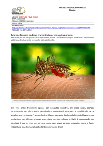 Febre de Mayaro pode ser transmitida por mosquitos urbanos