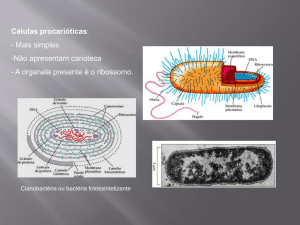 Células procarióticas: - Mais simples -Não apresentam carioteca