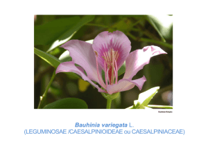 Bauhinia variegata L. (LEGUMINOSAE /CAESALPINIOIDEAE ou