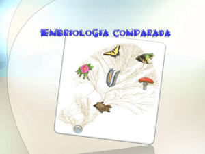 embriologia comparada