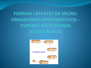 esporos bacterianos (endósporos)