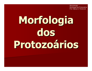 Microsoft PowerPoint - Morfologia dos Protozo\\341rios