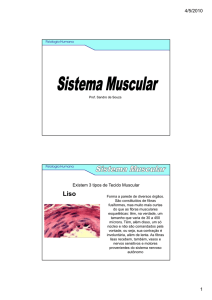 Sistema Muscular - Prof. Sandro de Souza