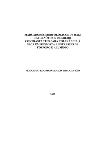 marcadores morfológicos de raiz em genótipos de milho