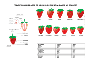 principais variedades de morango comercializadas