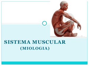Sistema Muscular Jurema