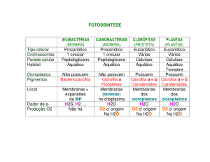 Fotossintese tipos de seres - Quadro