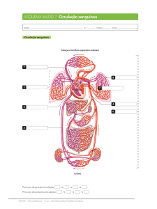 ESQUEMA MUDO 7 Circulação sanguínea