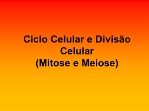 Ciclo Celular e Divisão Celular (Mitose e Meiose)