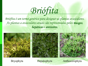 Briófita é um termo genérico para designar as plantas avasculares