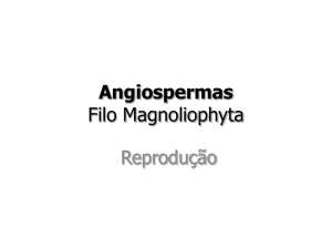 Angiospermas Filo Magnoliophyta