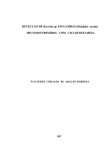 DETECÇÃO DE Borrelia sp. EM GAMBÁS (Didelphis aurita) - R1
