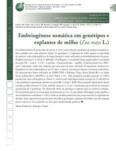 Embriogênese somática em genótipos e explantes de milho (Zea