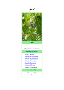 Reino: Plantae Divisão: Magnoliophyta Classe: Magnoliopsida