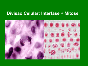 Divisão Celular: mitose e meiose