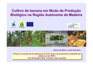 Cultivo de banana em Modo de Produção Biológico na