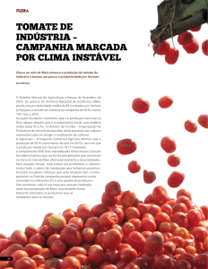 tomate de indústria – campanha marcada por clima