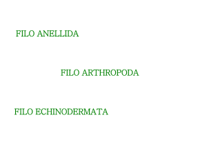 filo anellida filo arthropoda filo echinodermata