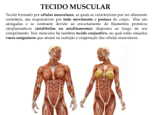 tecido muscular