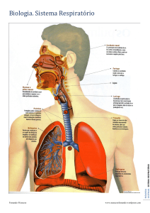 Biologia. Sistema Respiratório