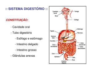 Aula Sistema Digestório 1