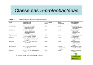 19_Diversidade bacterias_alfaBetaproteobacterias