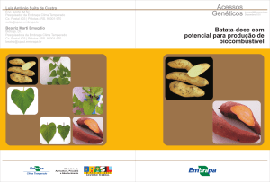 Batata-doce com potencial para produção de - Infoteca-e