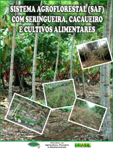 (SAF) com Seringueira, Cacaueiro e Cultivos Alimentares